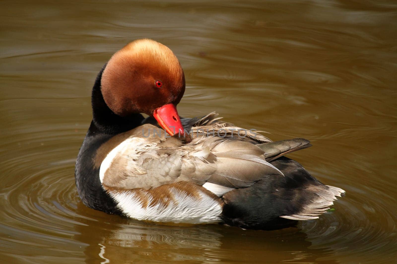 Red-crested pochard