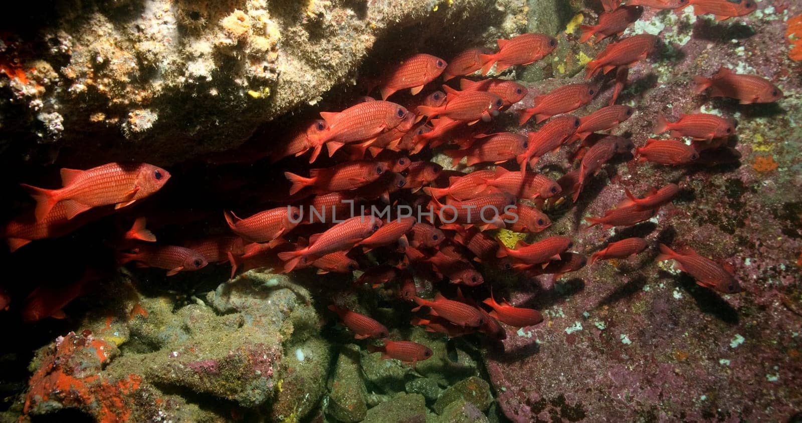 Galapagos School of Fish
