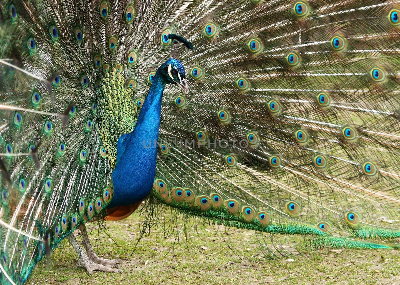 Proud bird