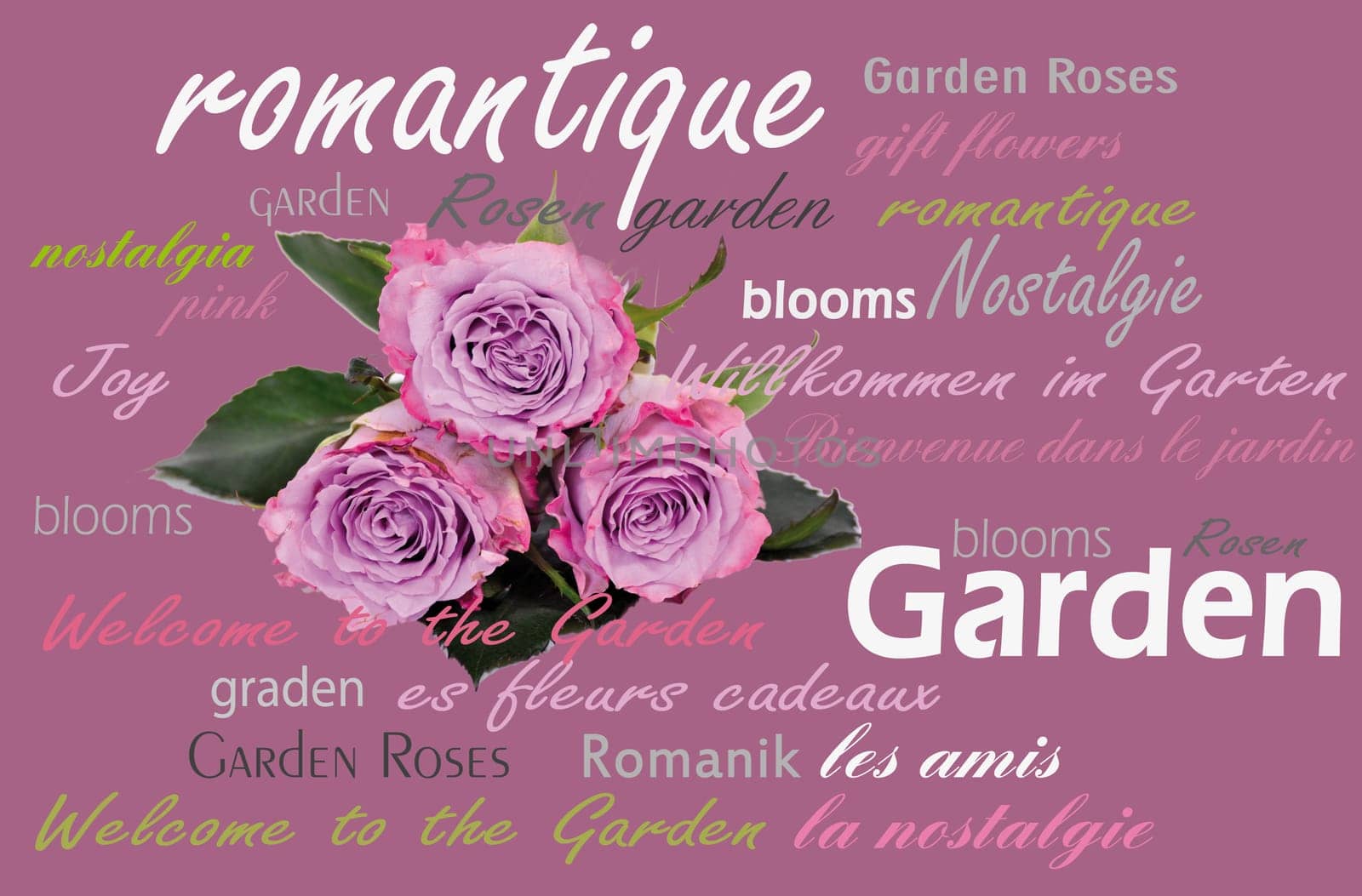 Roses Garden Romance Day Cloud