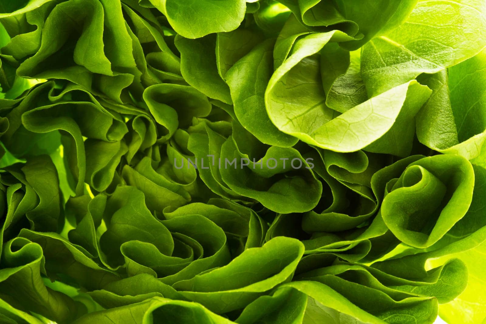 Lettuce