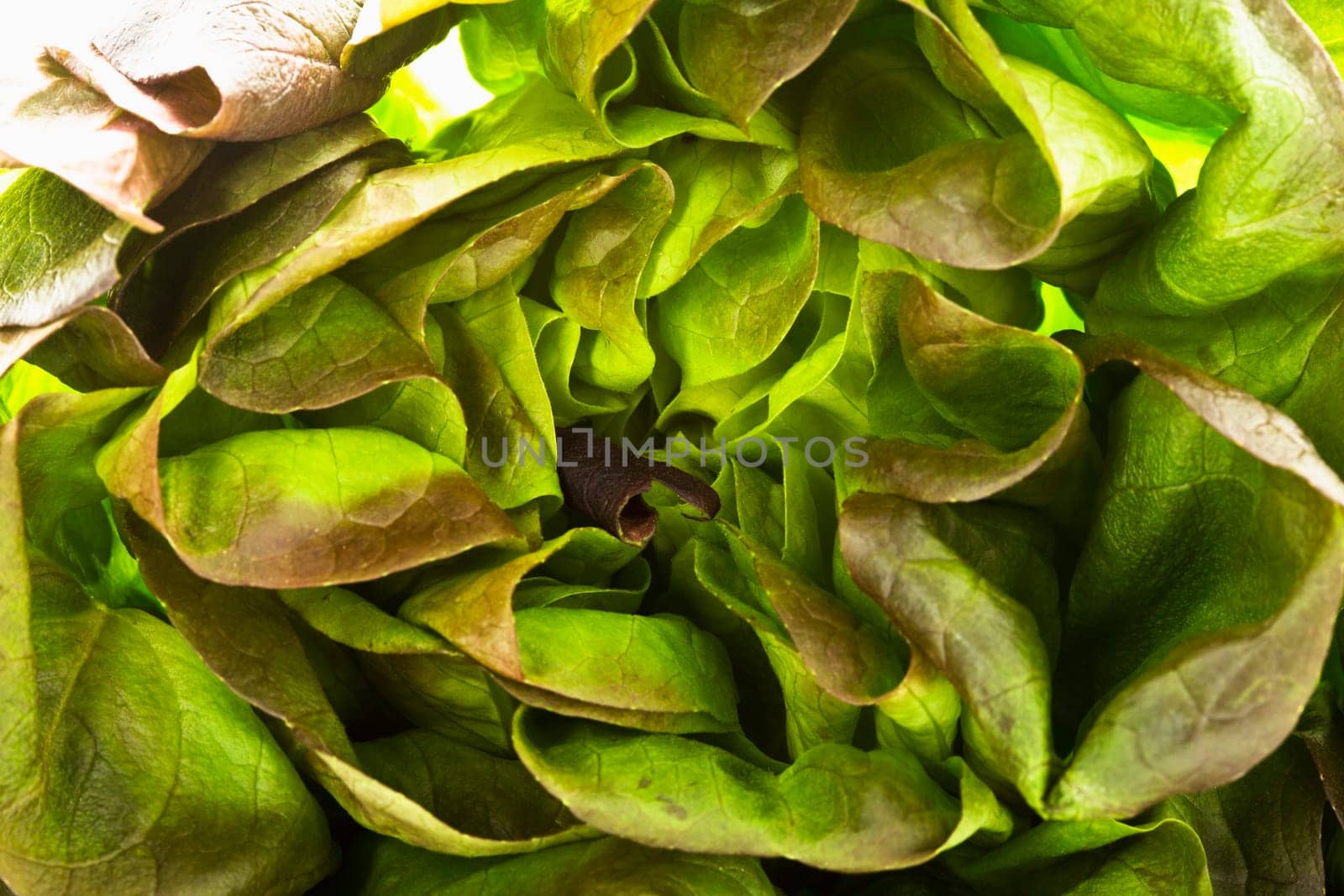 Lettuce