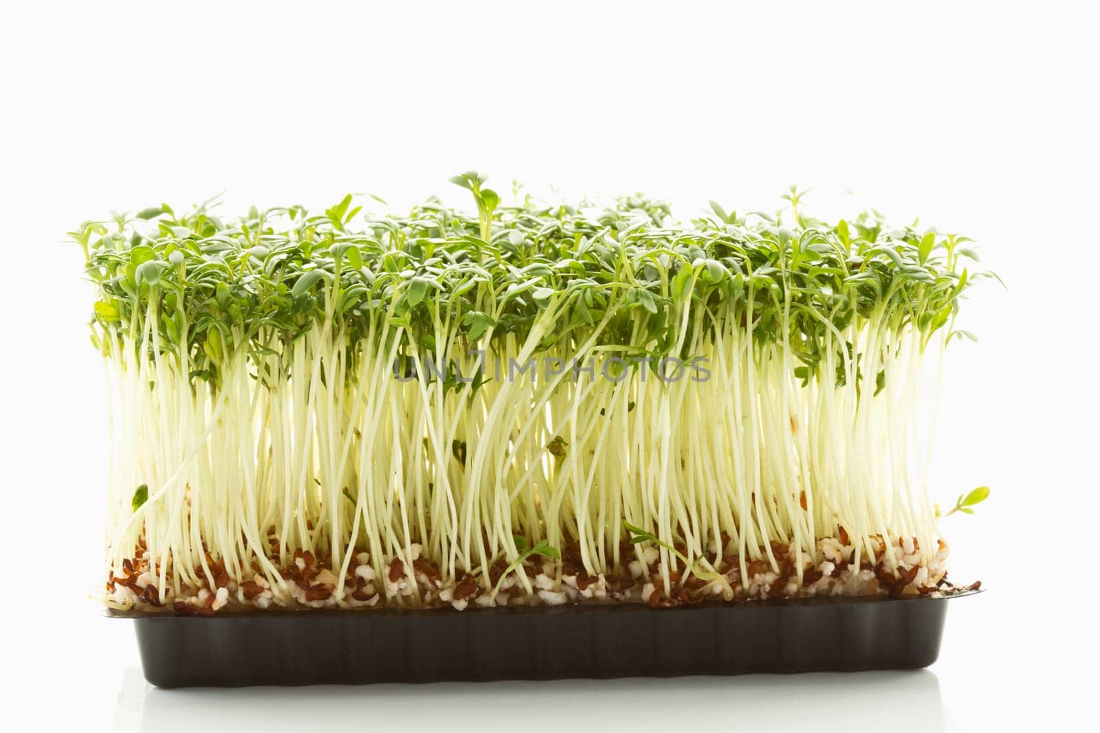 Cress