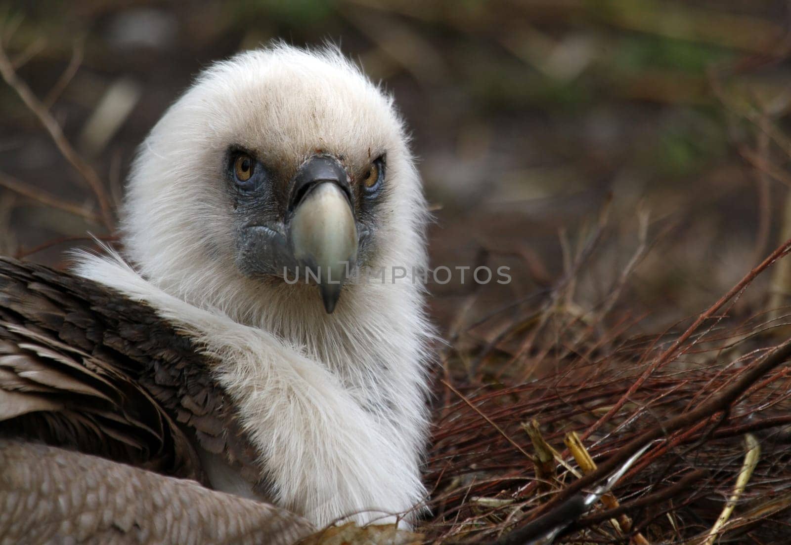 Griffon vulture