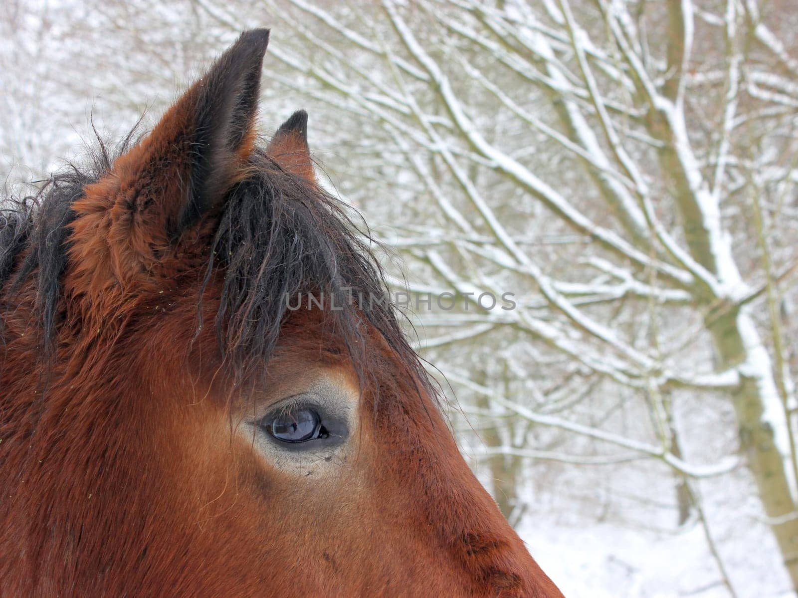 Cold-blooded gelding in the snow