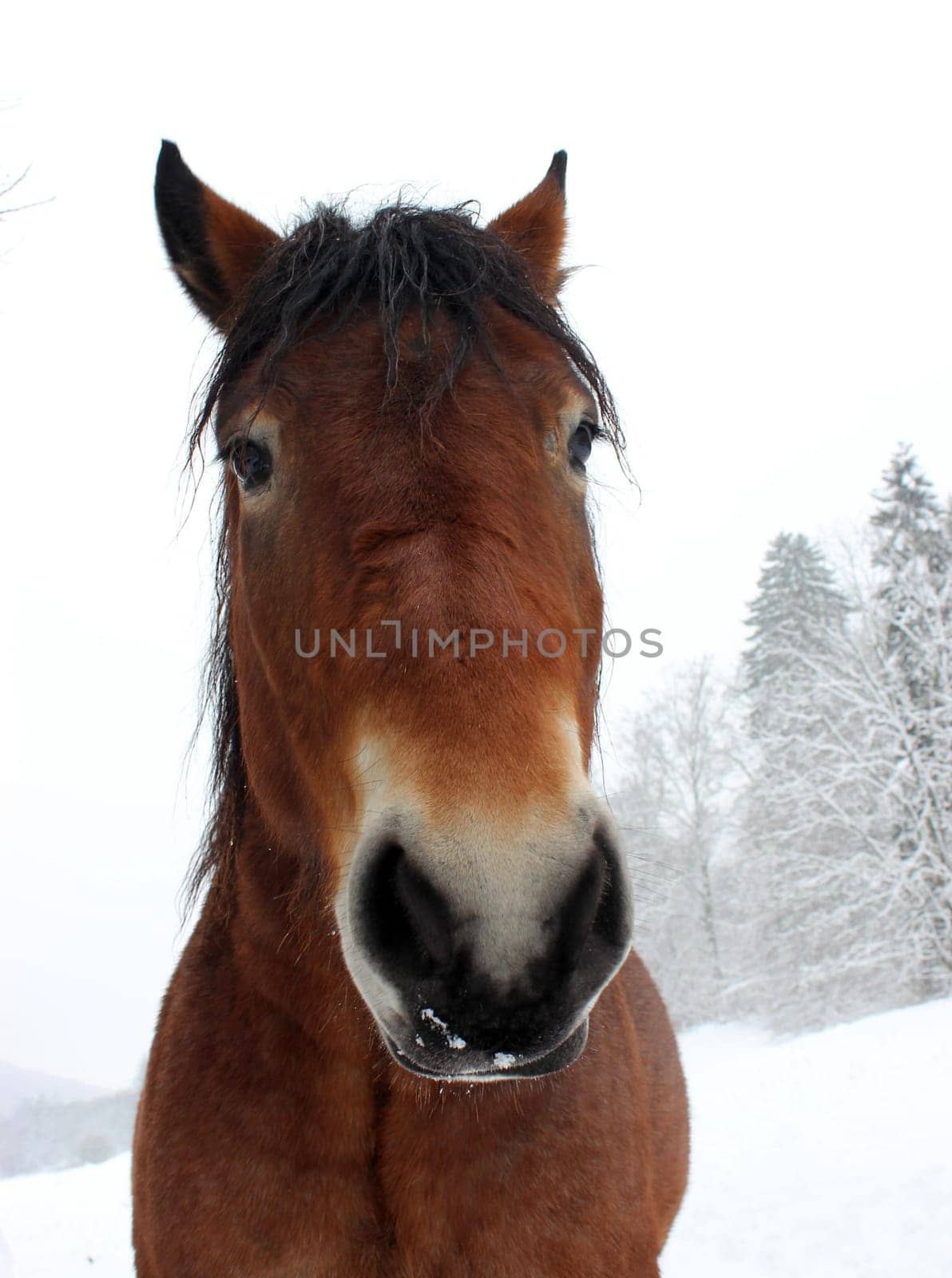 Cold-blooded gelding in the snow