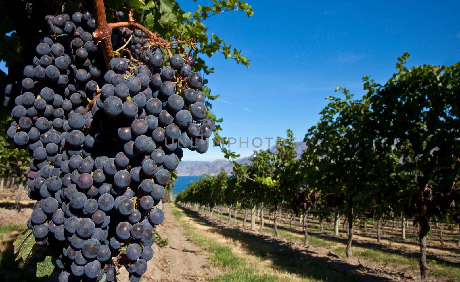Cluster of purple grapes on the vine with rural scene and blue sky
