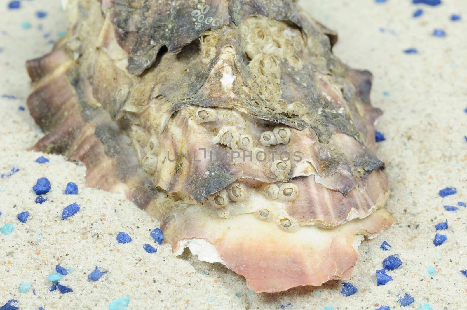 oyster