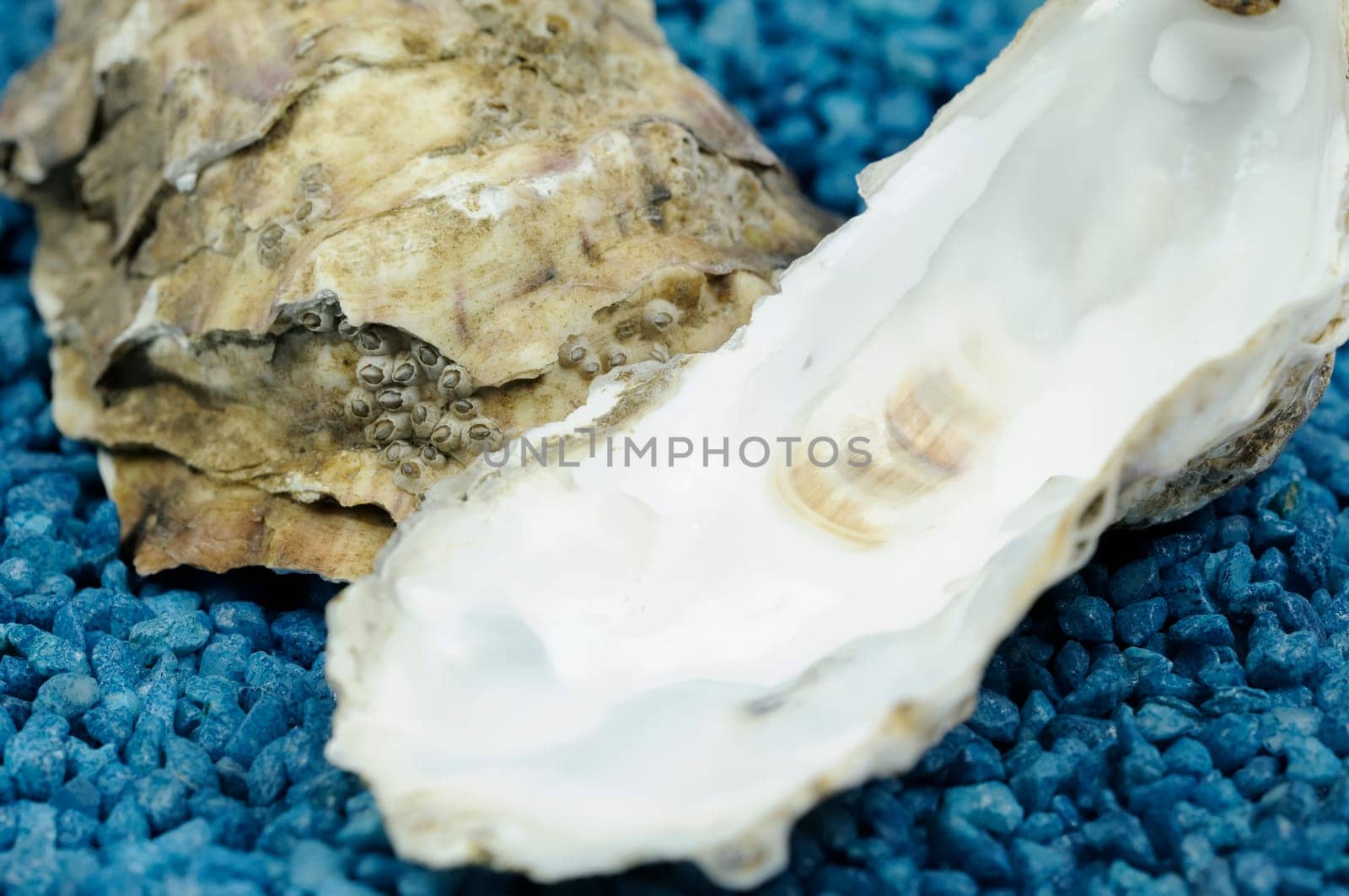 oyster