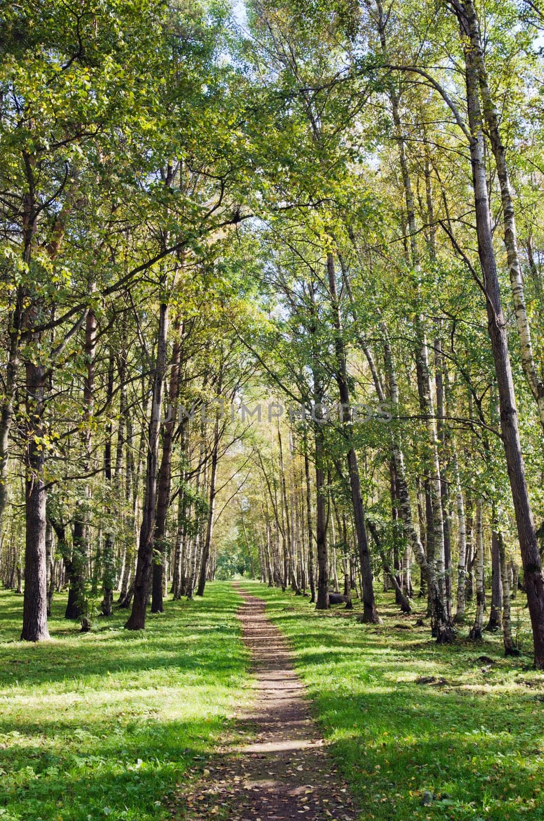 The deserted avenue shined by solar beams in autumn park