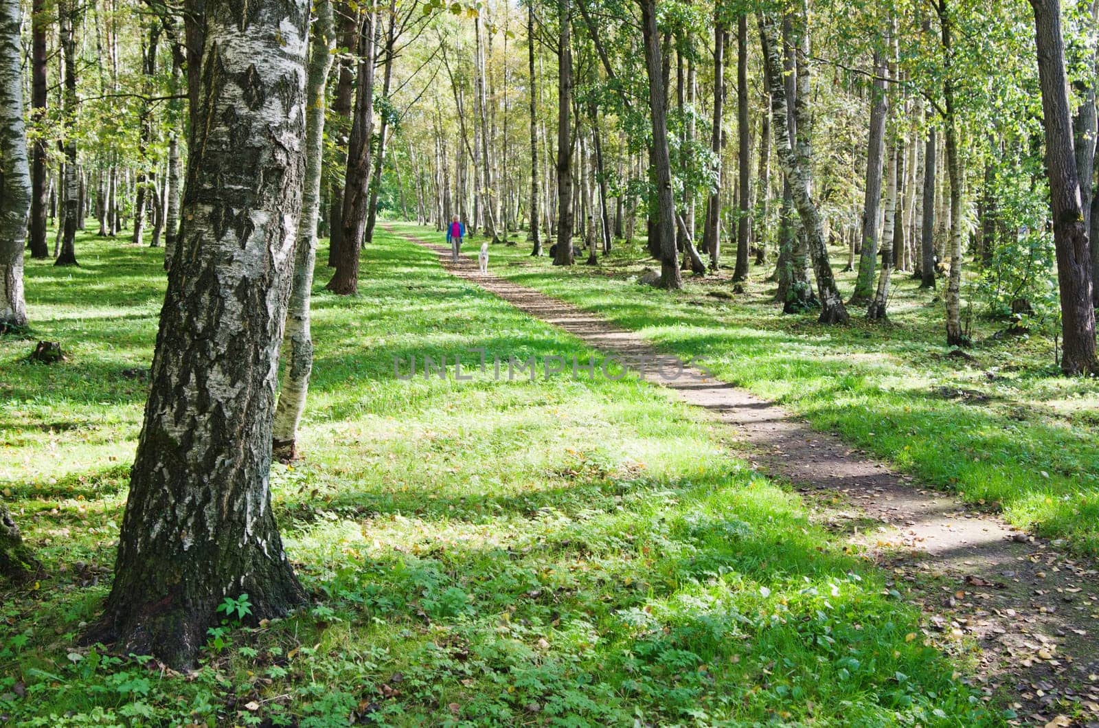The deserted avenue shined by solar beams in autumn park