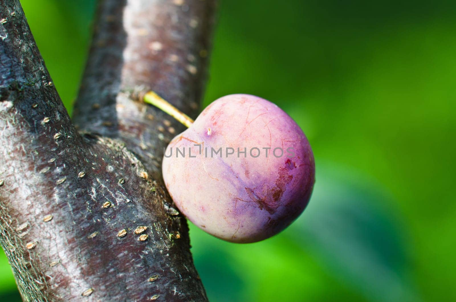 Ripening plum fruit on a tree, close-up