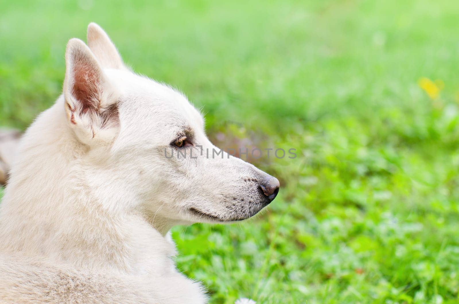 A portrait in profile of a white dog, close-up