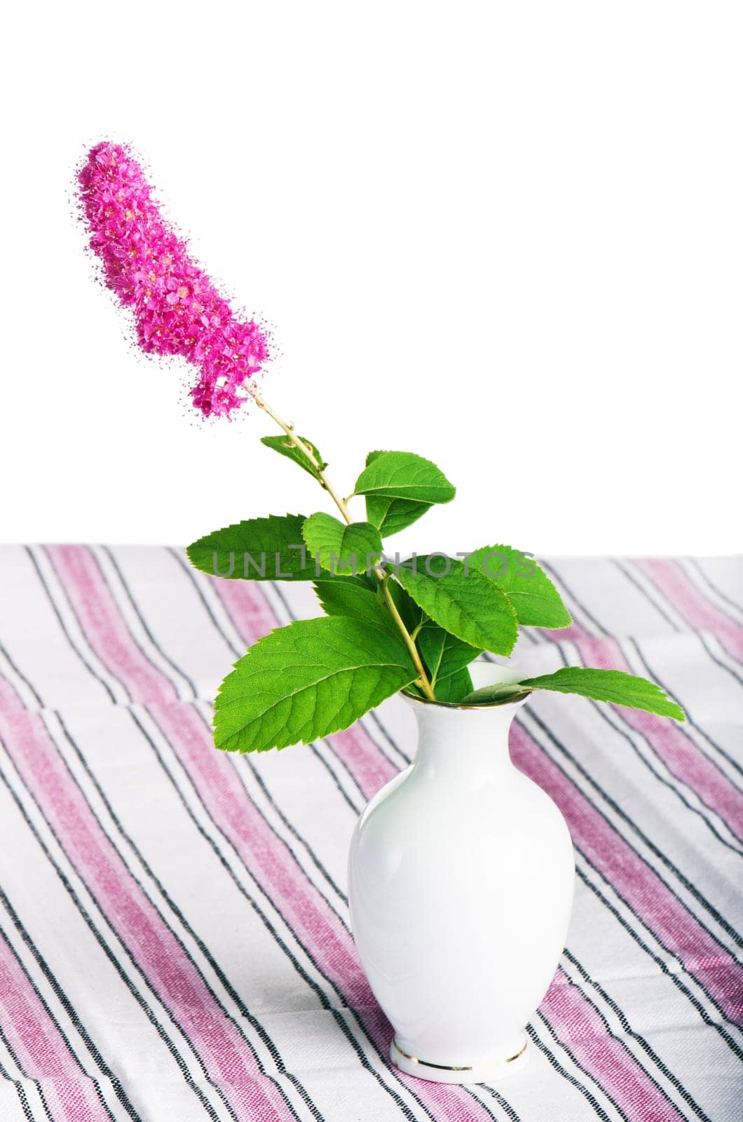Beautiful pink flower in a vase, isolated on white