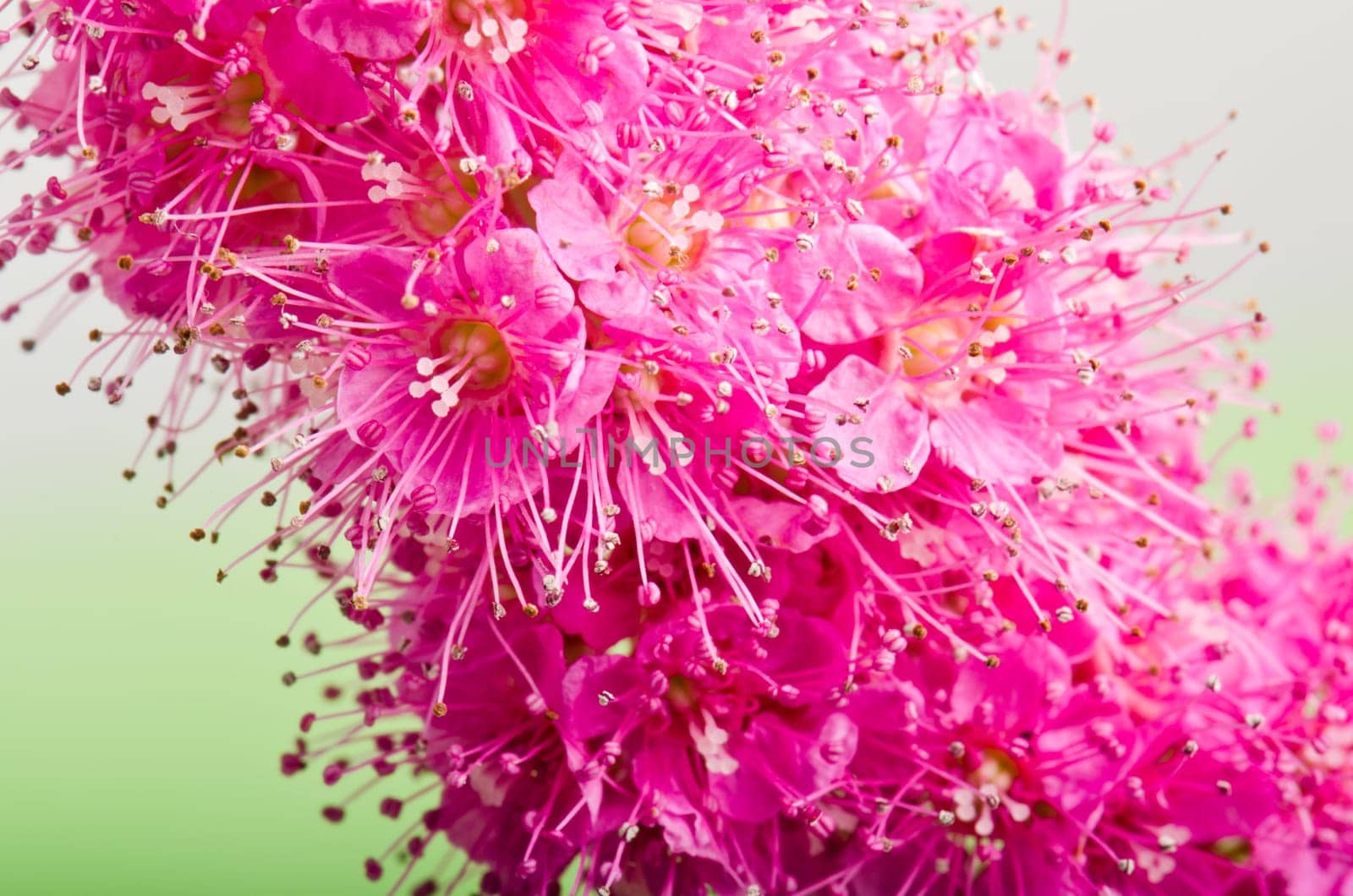Beautiful pink flower, close-up