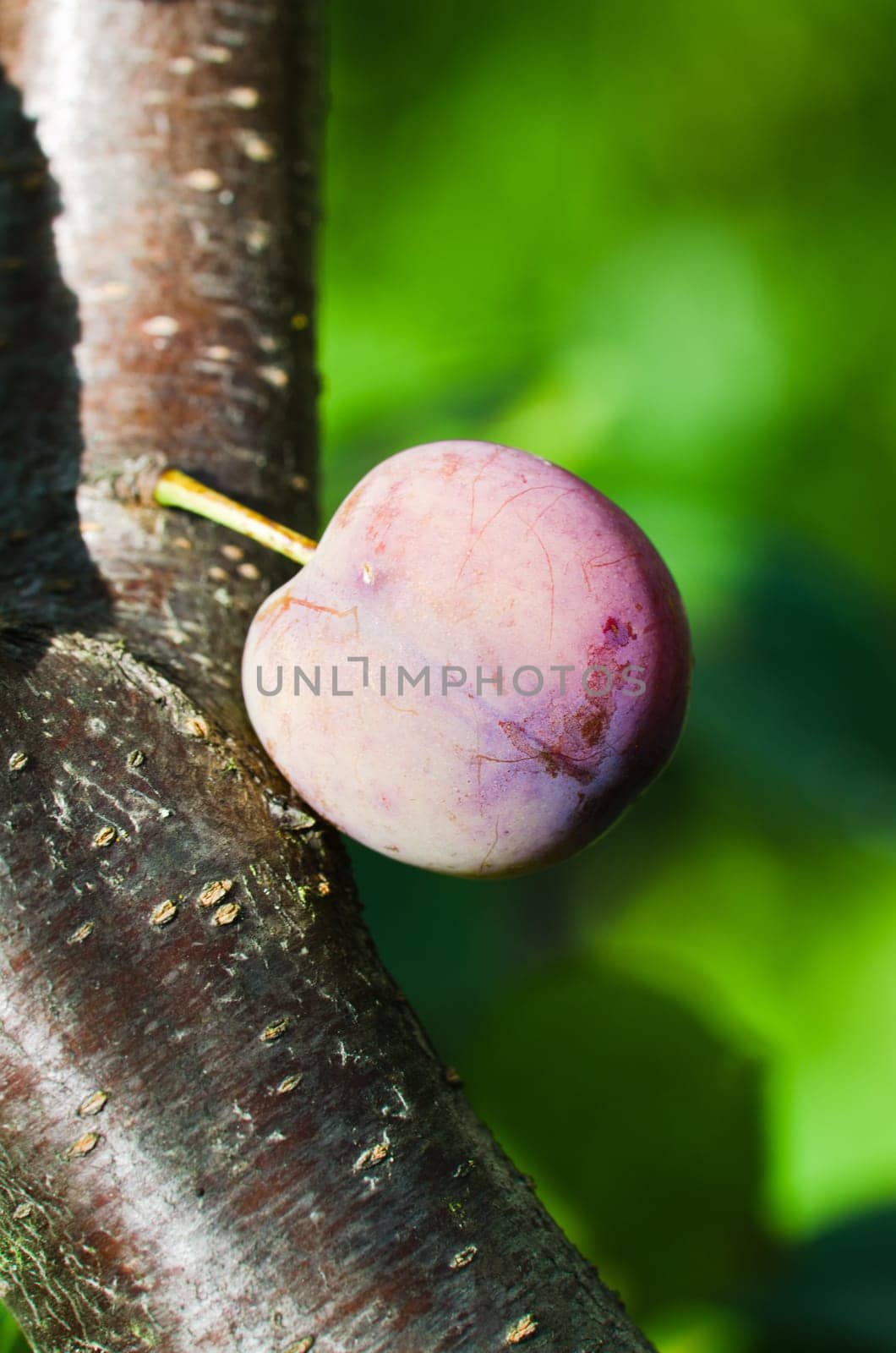 Ripening plum fruit on a tree, close-up
