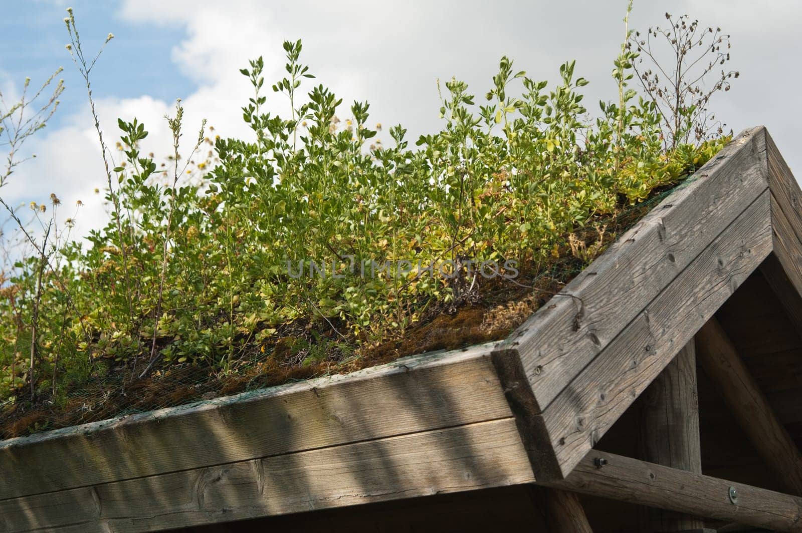 Roof covered by turf with growing plants