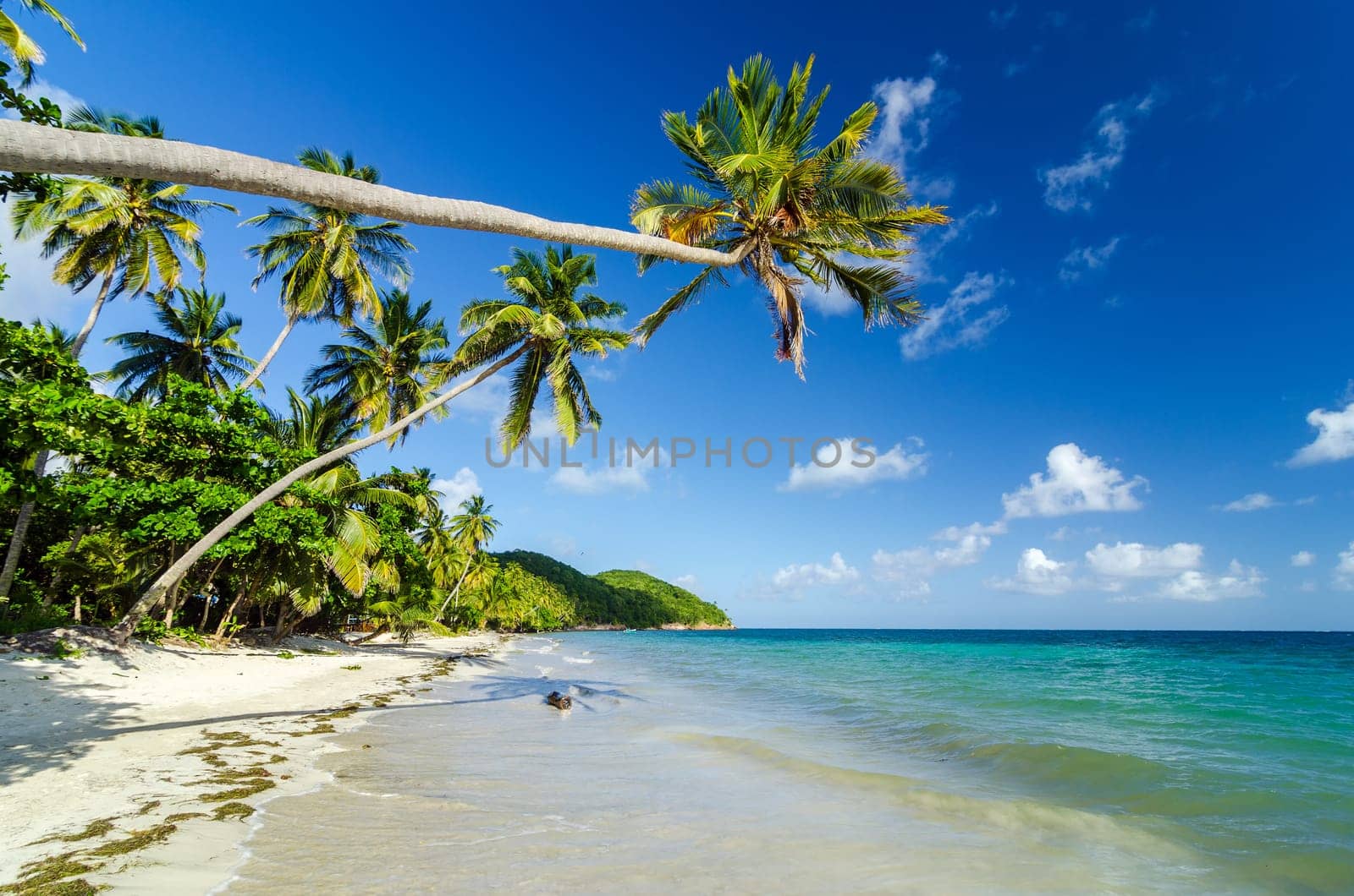 Palm tree extending over a beautiful secluded Caribbean beach