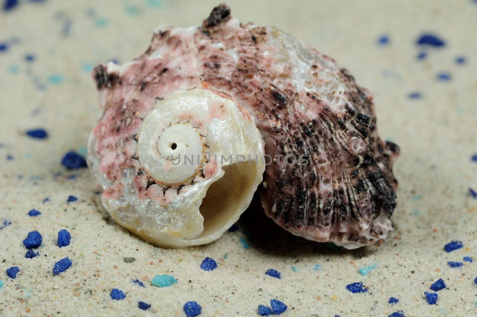 Sea Snails