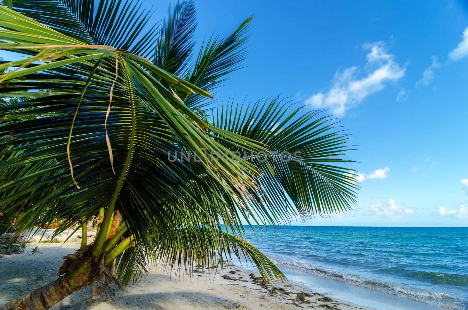 A small palm tree extending over the beach in San Andres y Providencia, Colombia