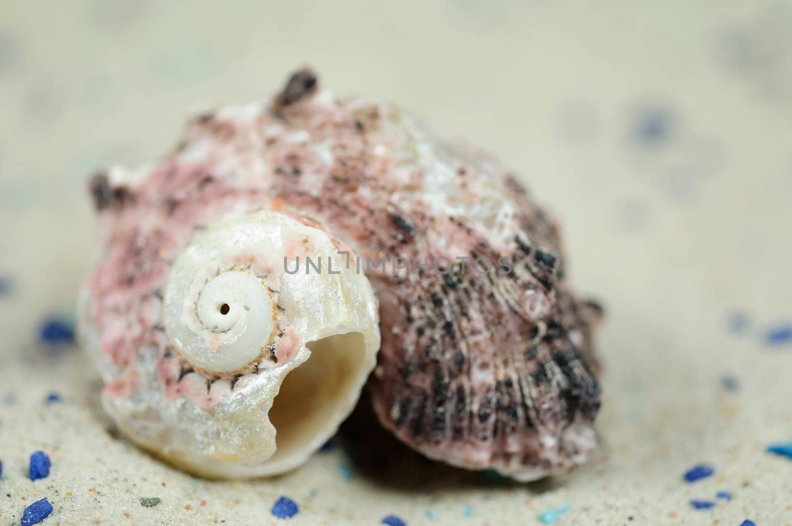 Sea Snails