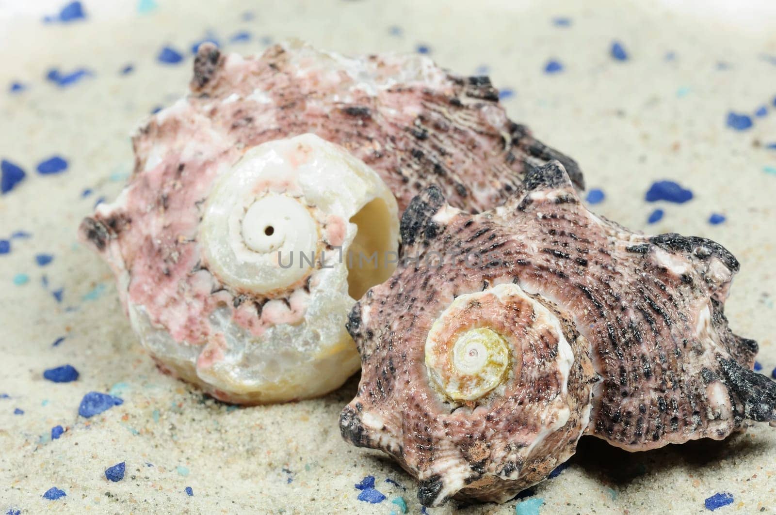 Sea Snails
