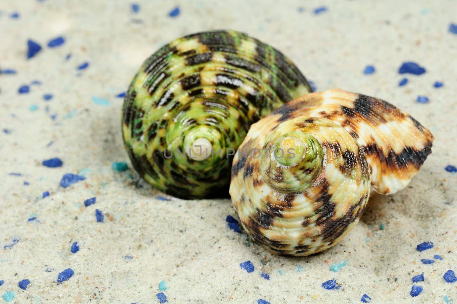 Sea Snails