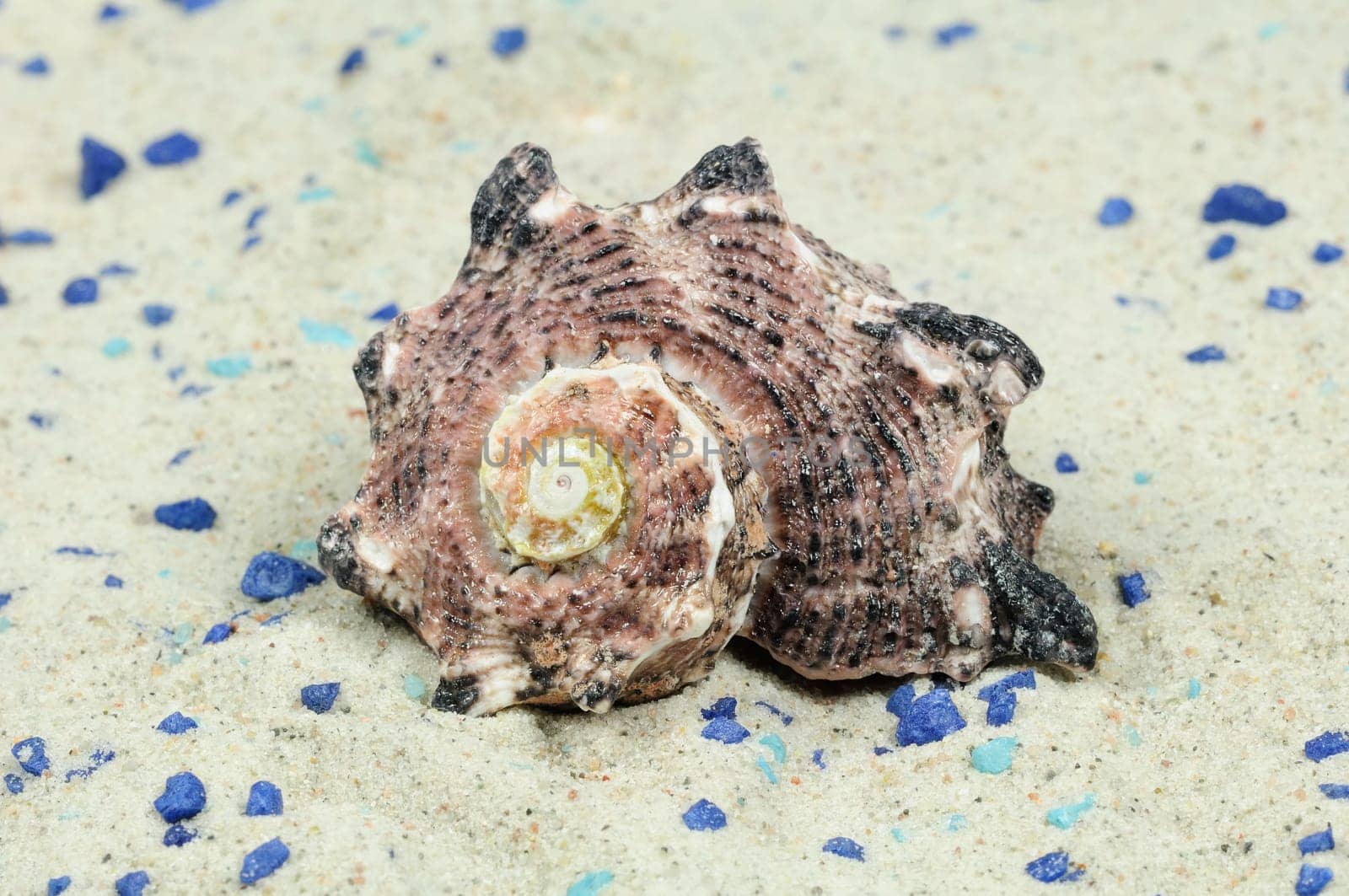 Sea Snails