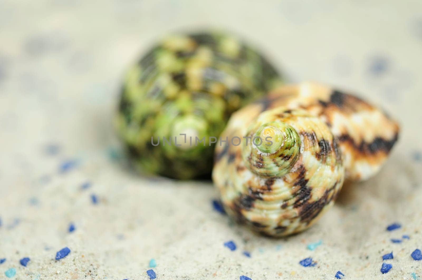 Sea Snails