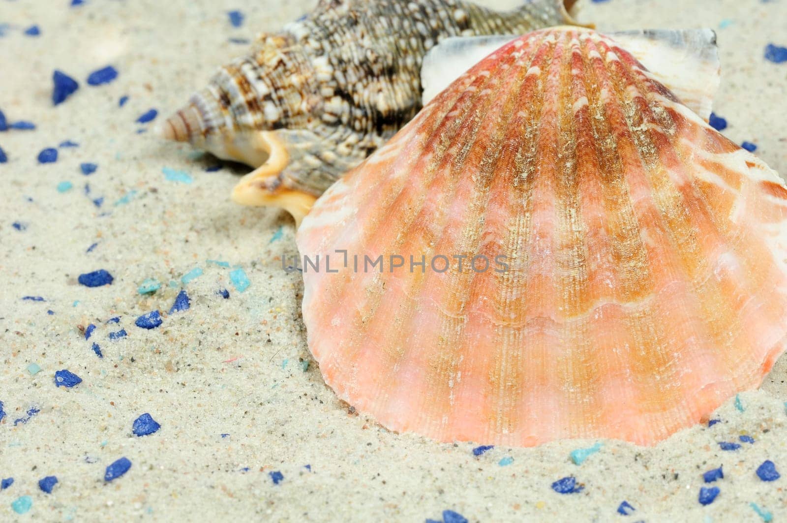 Sea Snails