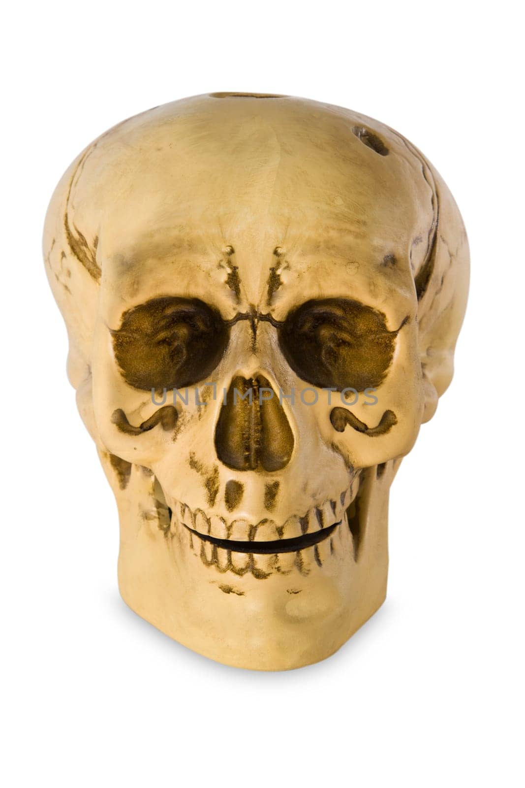 Human skull with clipping path on white background