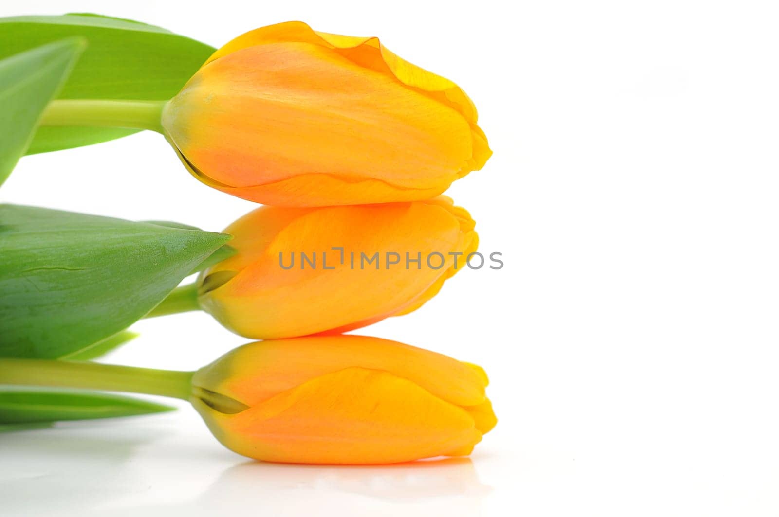 three tulips