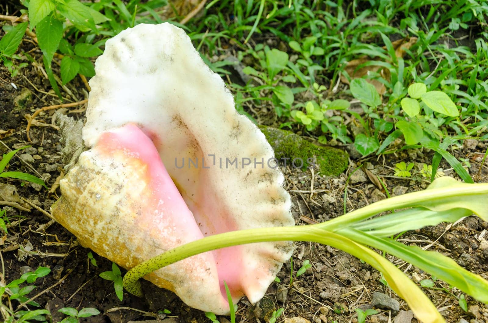 A large seashell in San Andres y Providencia, Colombia