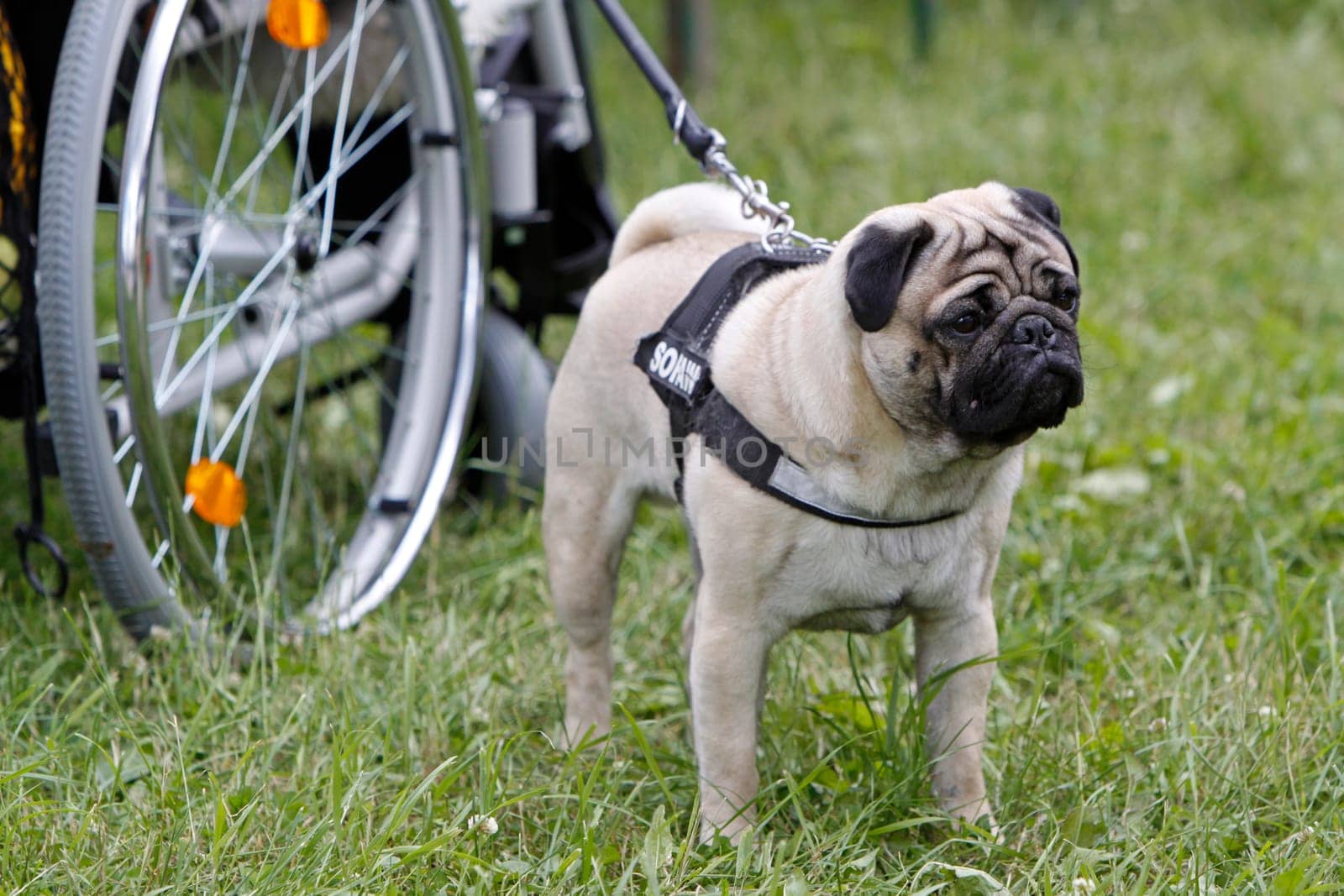 Pug