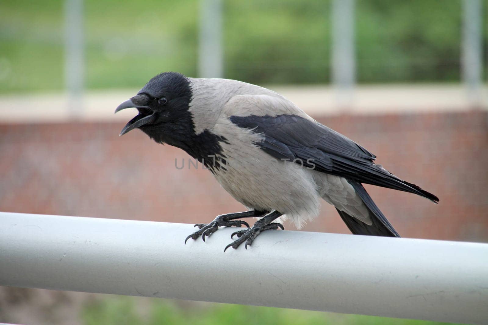 Hooded crow