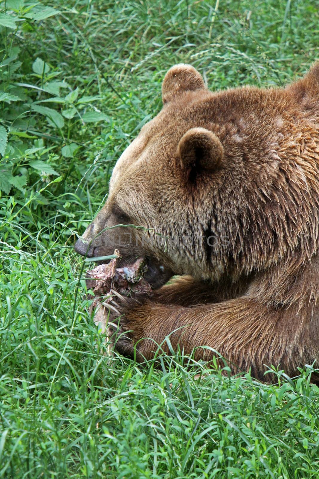 Eating brown bear