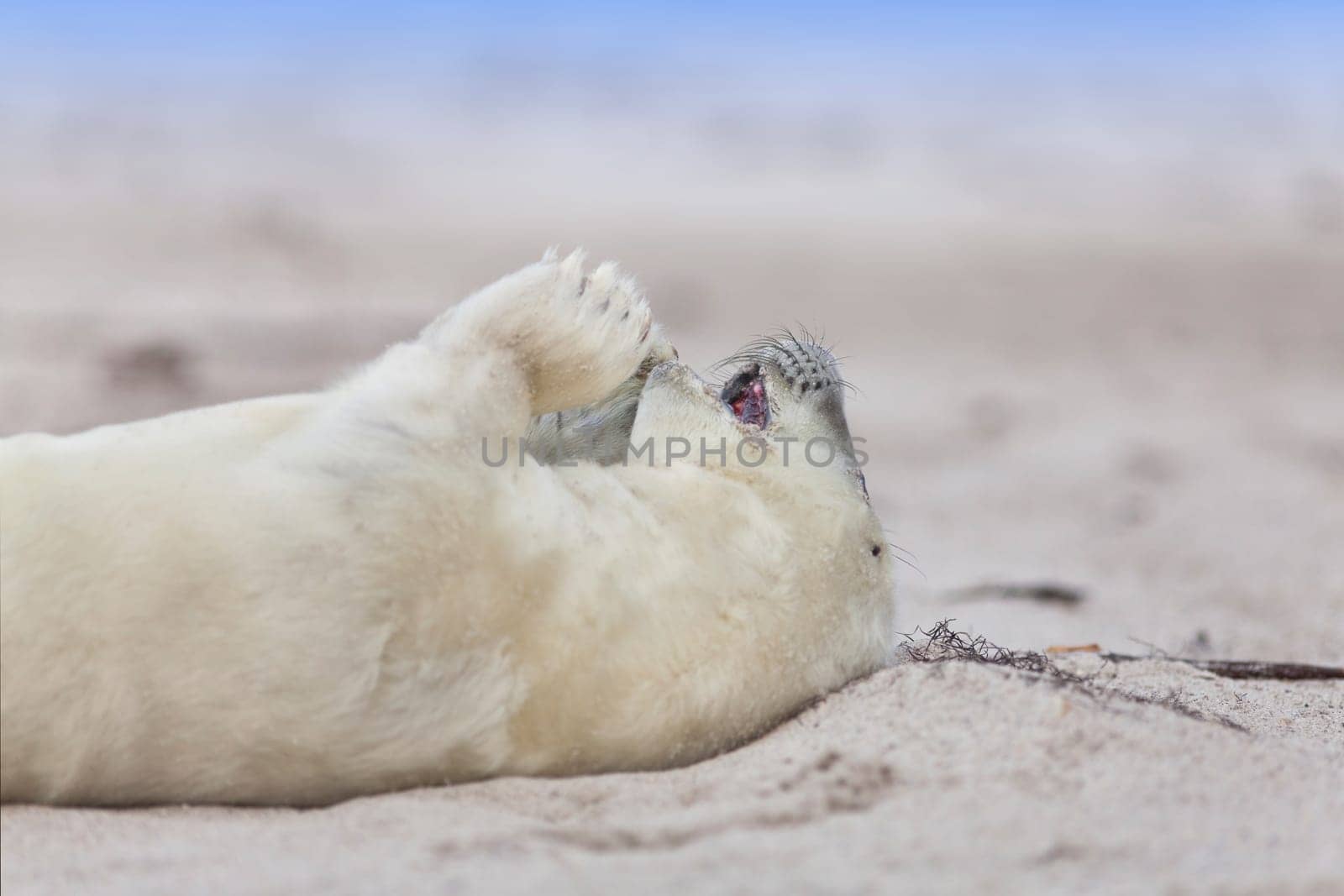 small newborn seal pups