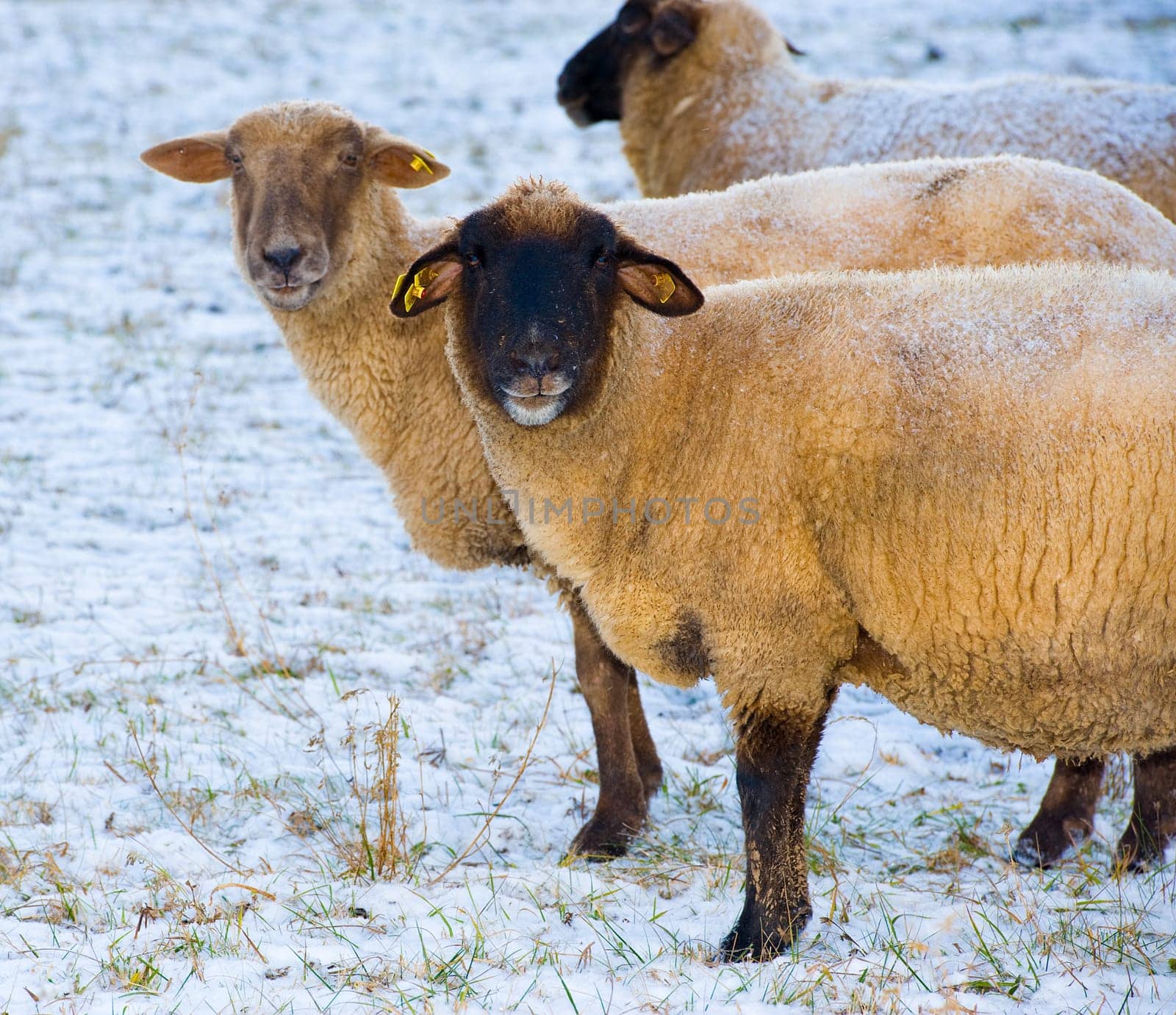 sheep in snow