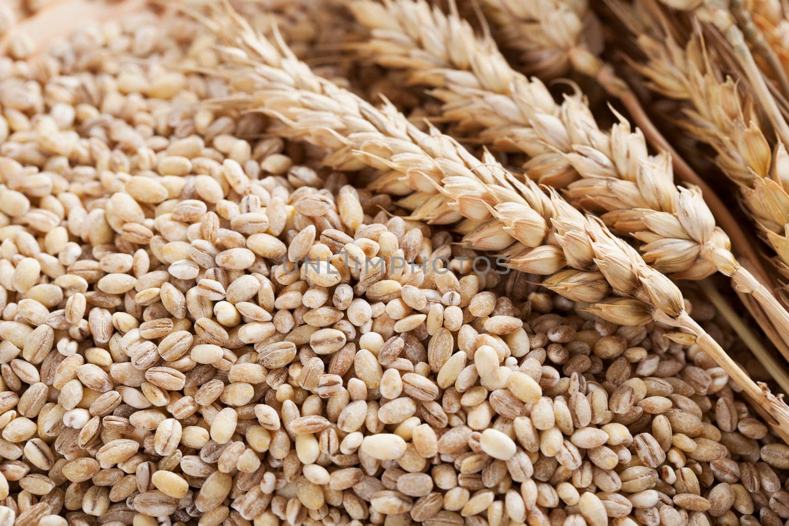 Pearled barley grains and stalks of wheat.