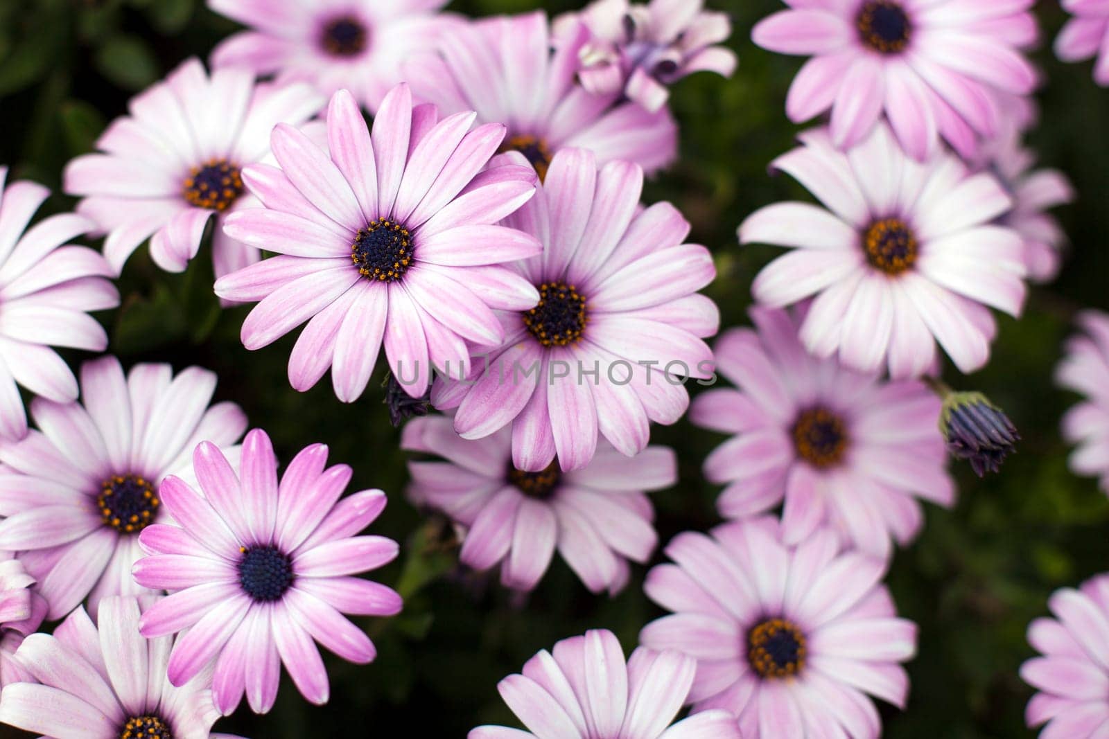 Group of vibrant purple daisies.