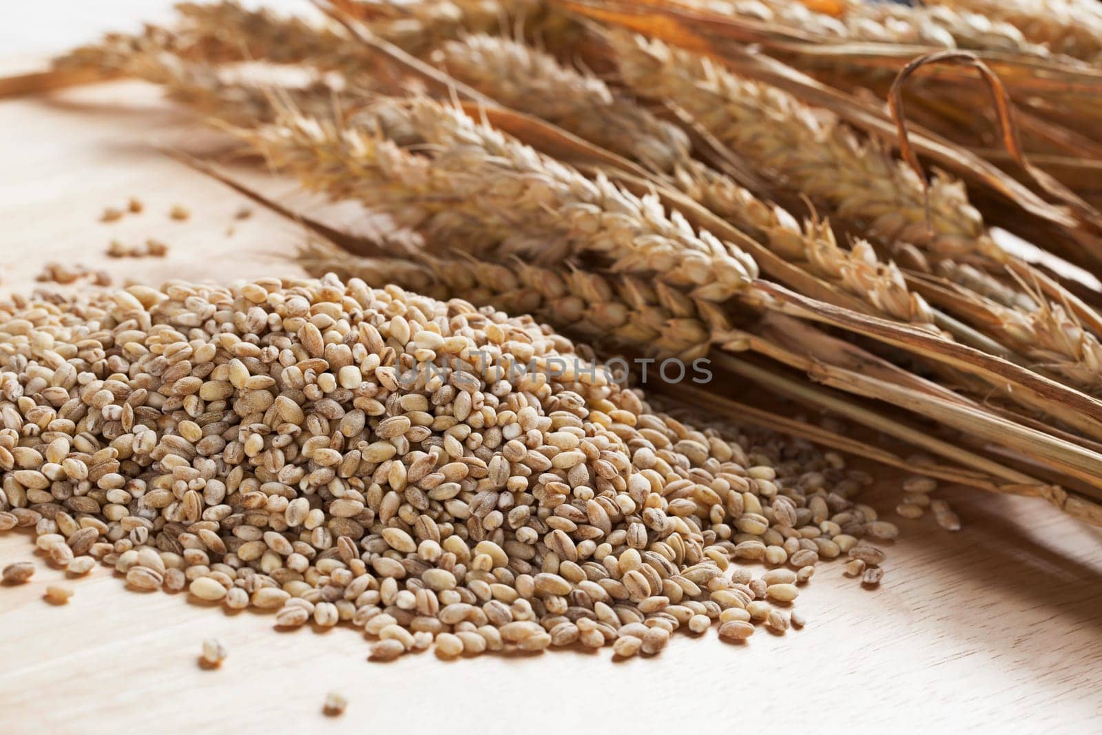 Pearled barley grains and stalks of wheat.