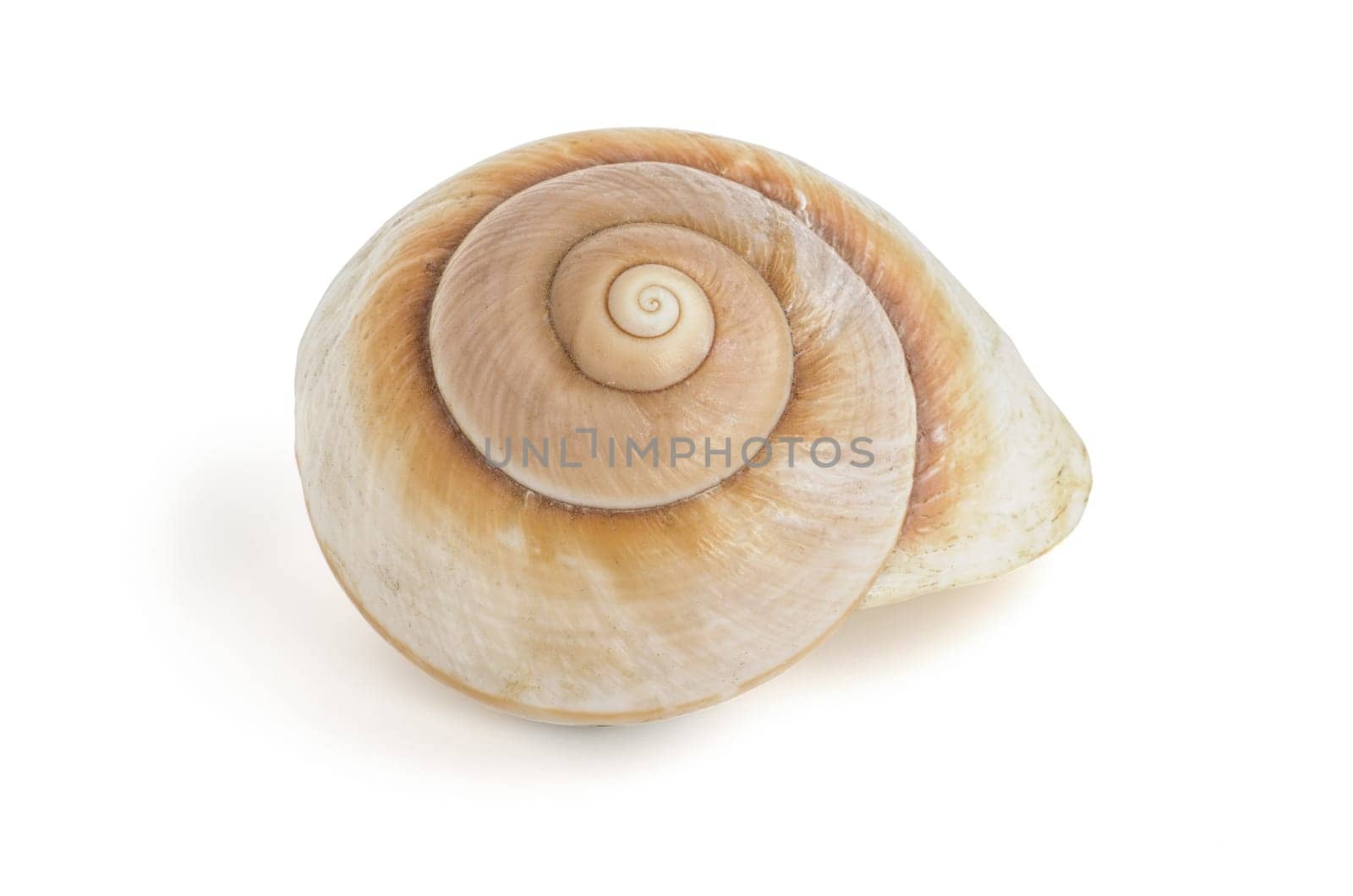 brown snail shell