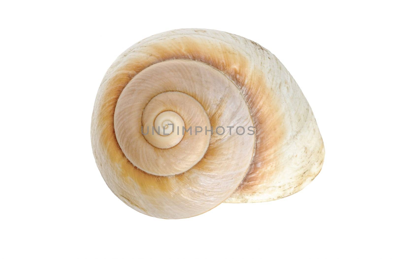 brown snail shell