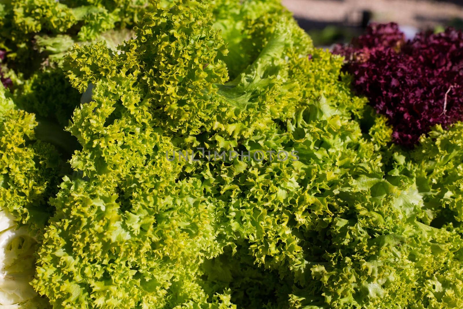 endive lettuce vegetables green and purple food textures