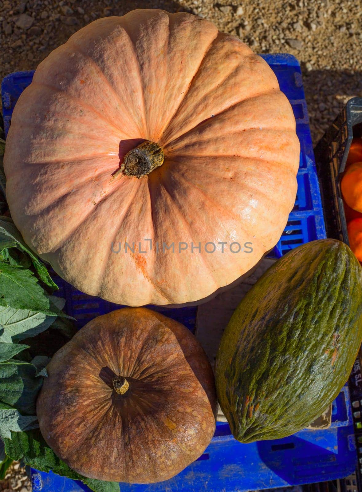 Melon and Pumpkin in autumn fall at market in Mediterranean