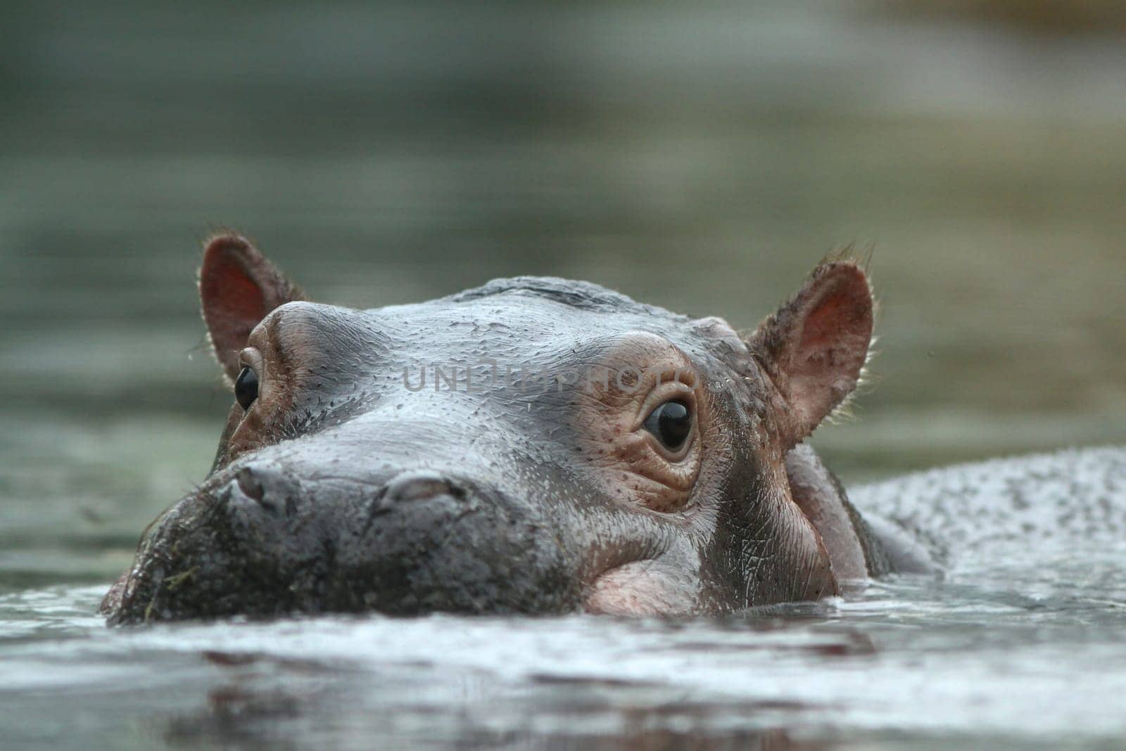 The hippopotamus (Hippopotamus amphibius)