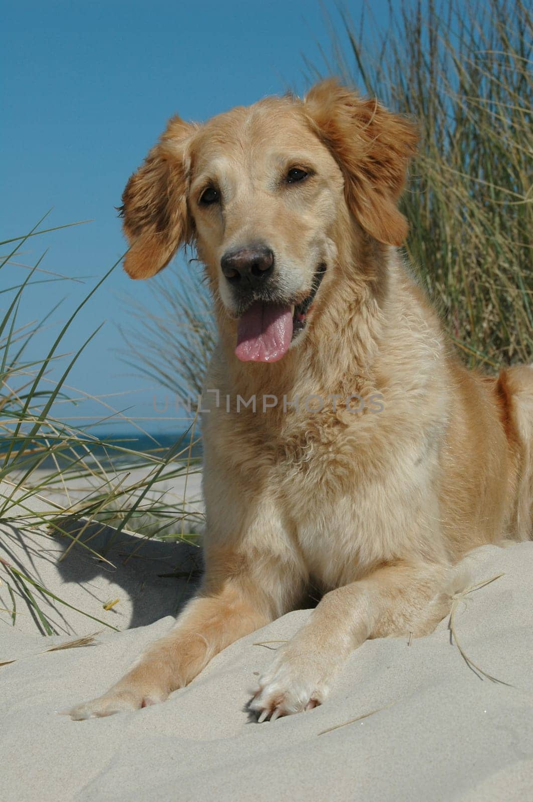 Golden Retriever