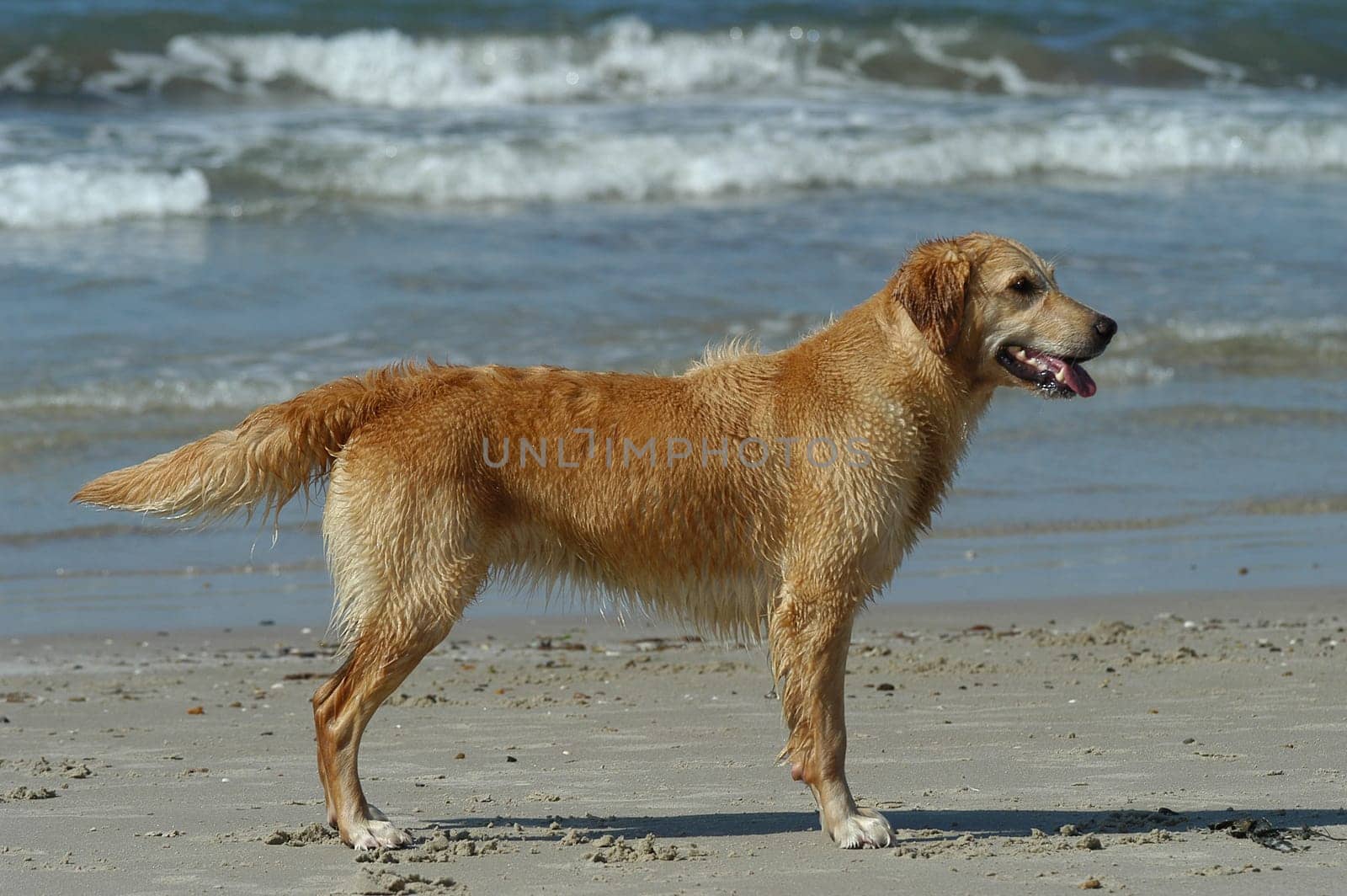 Golden Retriever on the Beach