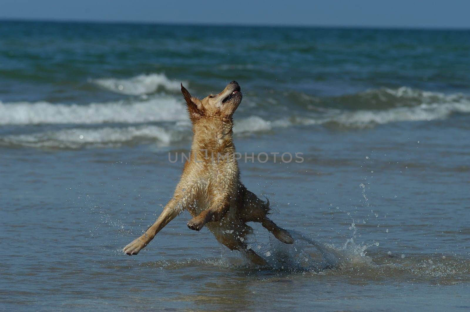 Golden Retriever on the Beach