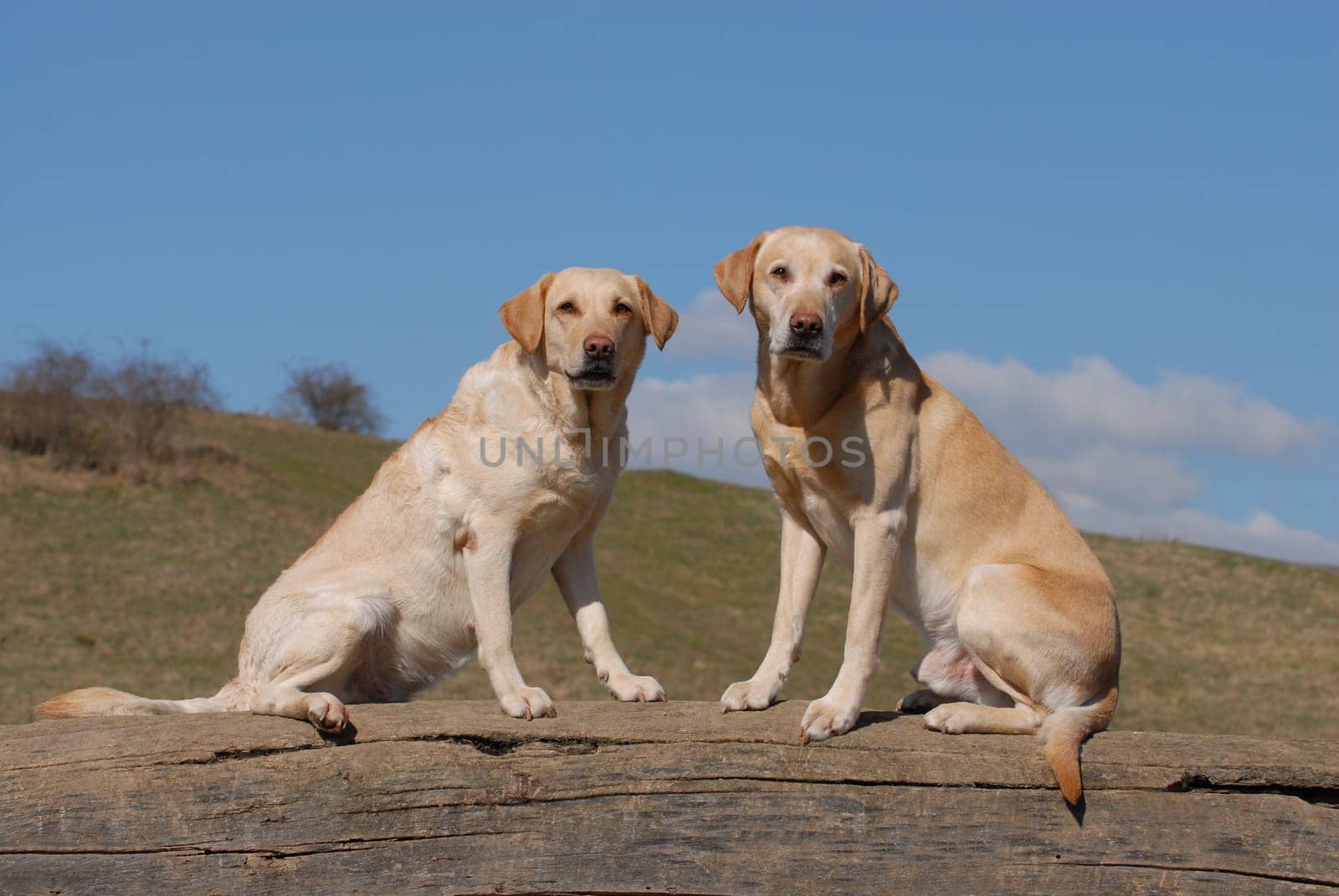 two Labrador Reriever